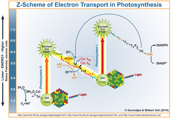 Etc In Photosynthesis