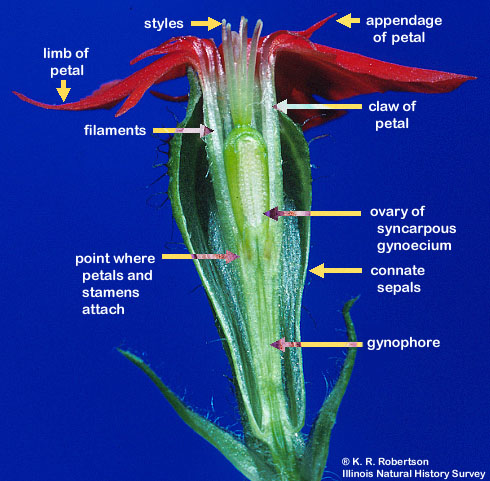 Lophopterys inpana. a. Flowering branch, 0.5. b. Distal portion of