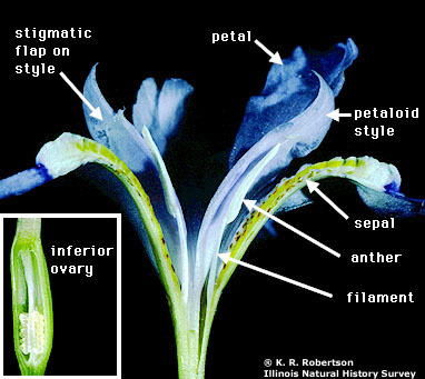 iris flower diagram